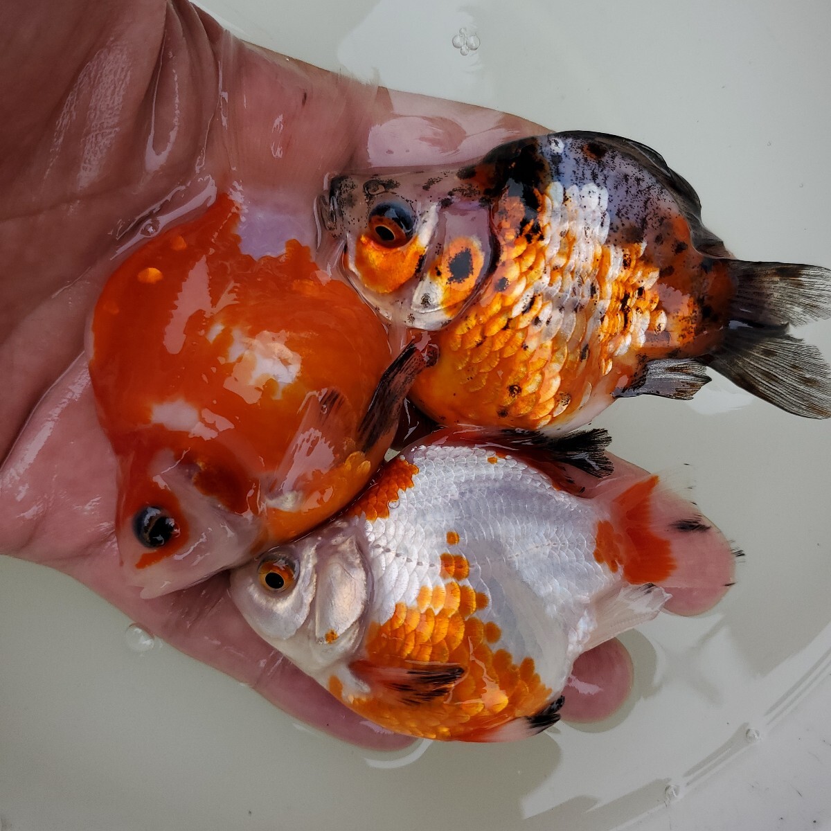 2025年最新】Yahoo!オークション -玉サバ 金魚(金魚)の中古品