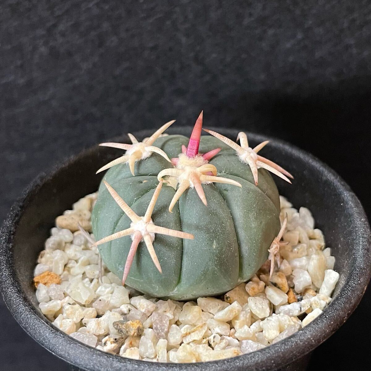 Yahoo!オークション -「翠平丸」(サボテン) (観葉植物)の落札 Yahoo!オークション -「翠平丸」(サボテン) (観葉植物)の落札