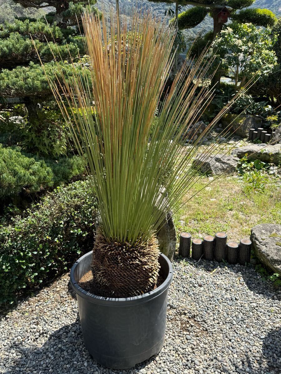 Yahoo!オークション -「ダシリリオン」(観葉植物) の落札相場 Yahoo!オークション -「ダシリリオン」(観葉植物) の落札相場