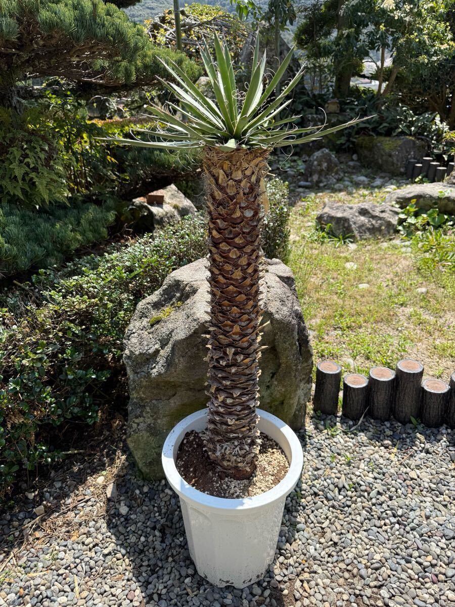 Yahoo!オークション -「フィリフェラ」(ユッカ) (観葉植物)の Yahoo!オークション -「フィリフェラ」(ユッカ) (観葉植物)の
