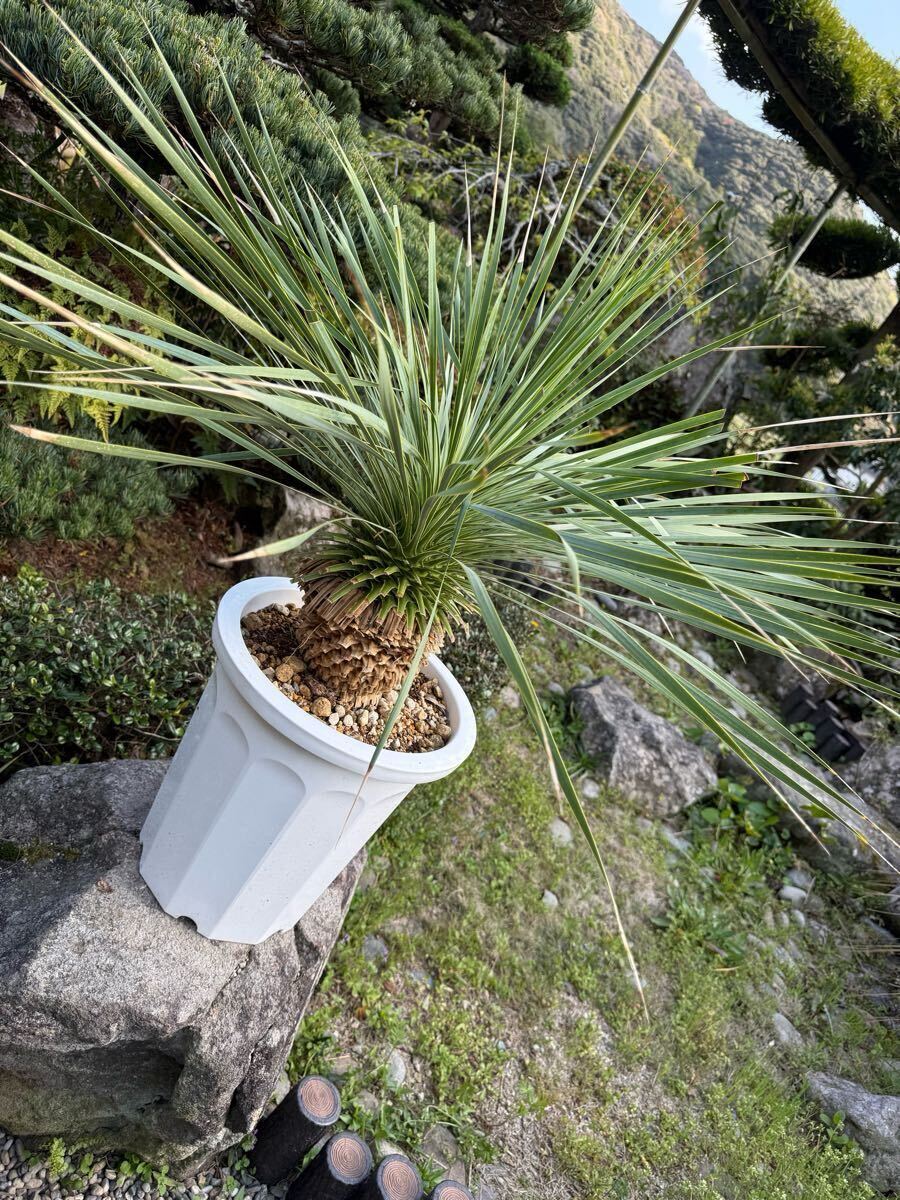 2025年最新】ユッカロストラータの商品一覧!個性的な観葉植物を 2025年最新】ユッカロストラータの商品一覧!個性的な観葉植物を