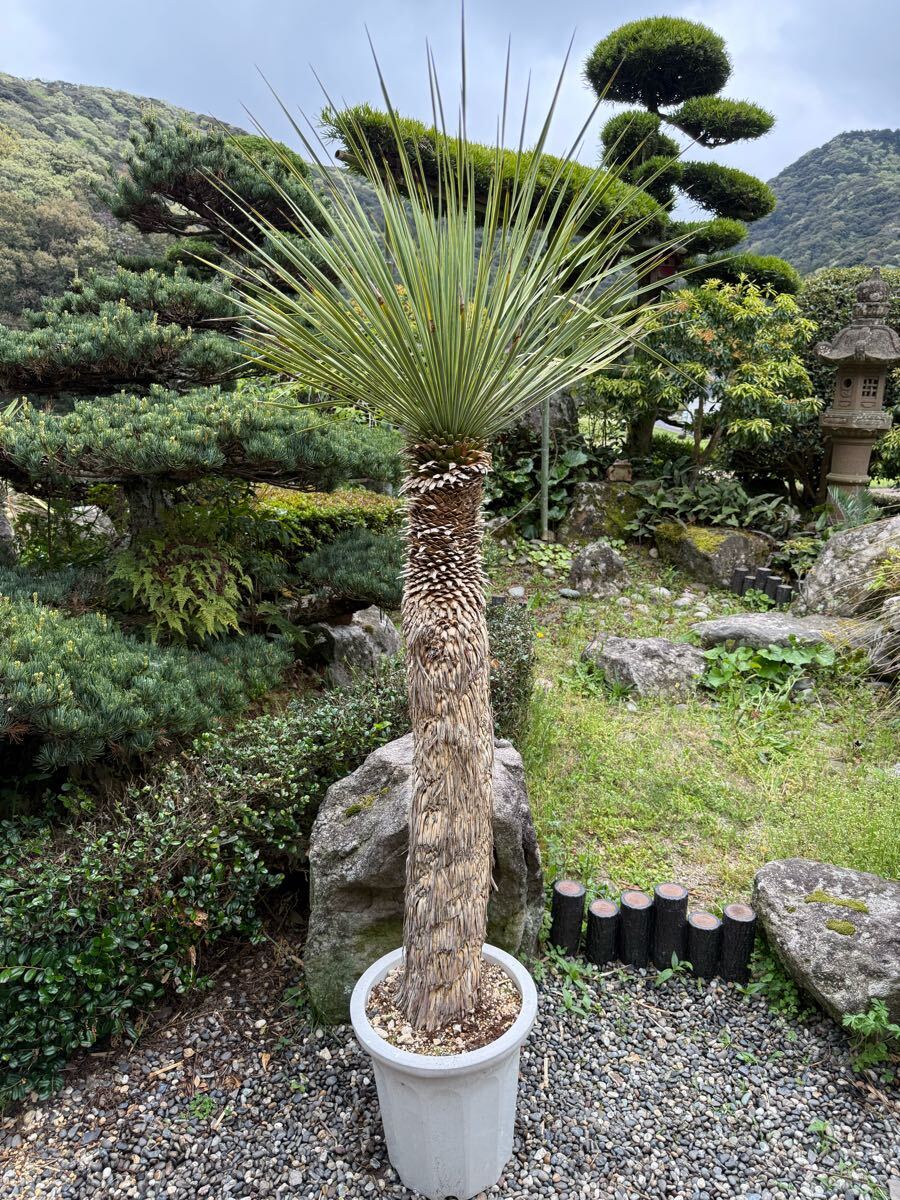 引取限定】◯ ユッカ ロストラータ 2頭 ◯ 【樹高:約120