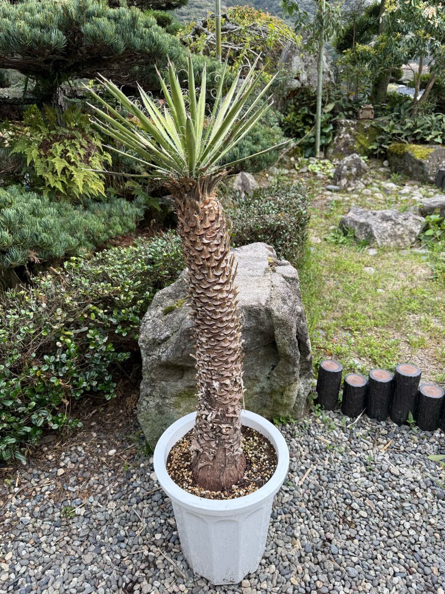 Yahoo!オークション -「フィリフェラ」(ユッカ) (観葉植物)の