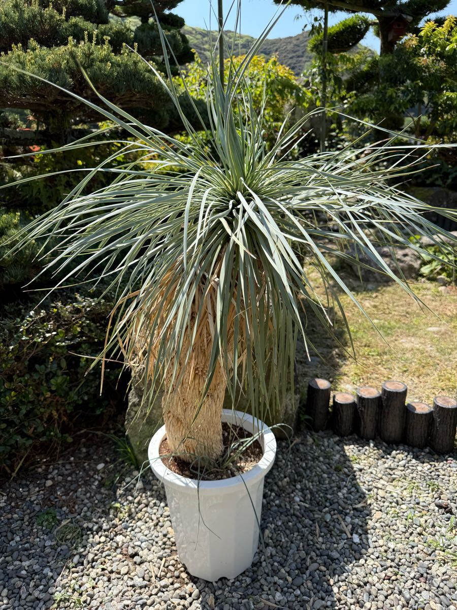 2025年最新】Yahoo!オークション - ユッカ(観葉植物 花、園芸)の 2025年最新】Yahoo!オークション - ユッカ(観葉植物 花、園芸)の