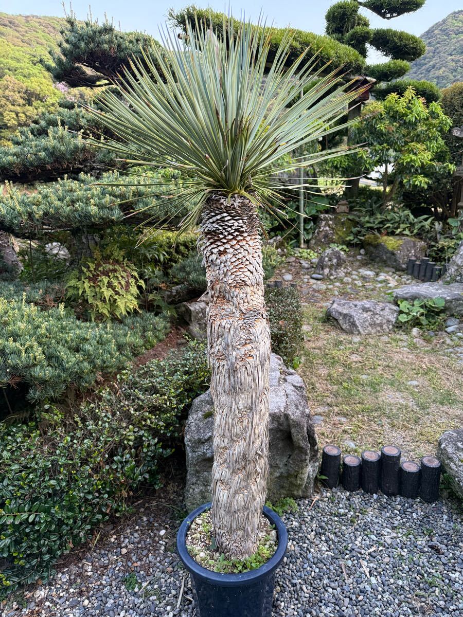 2025年最新】Yahoo!オークション - ユッカ(観葉植物 花、園芸)の 2025年最新】Yahoo!オークション - ユッカ(観葉植物 花、園芸)の