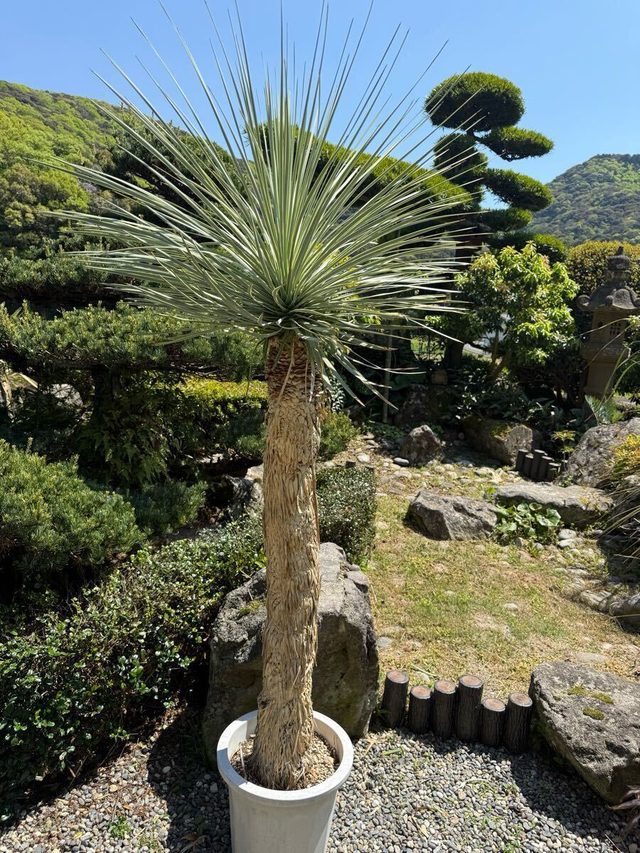 2025年最新】Yahoo!オークション - ユッカ(観葉植物 花、園芸)の 2025年最新】Yahoo!オークション - ユッカ(観葉植物 花、園芸)の