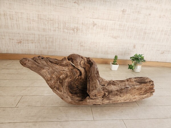 処理済 約54×20センチ流木 45センチ規格水槽 アート インテリア アクアリウム ビバリウム パルダリウム テラリウム No.130