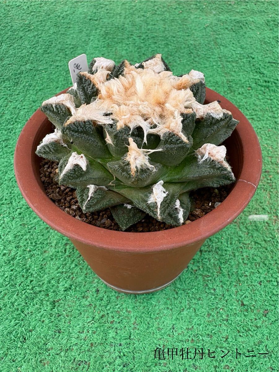アリオカルプス亀甲牡丹の基本情報・育て方｜多肉植物・サボテン