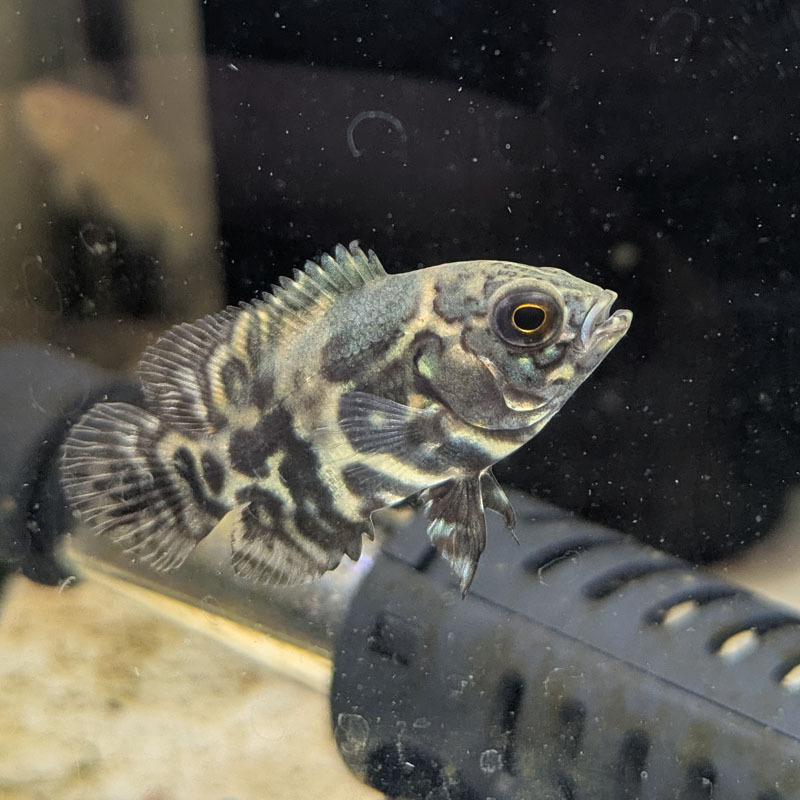 2025年最新】Yahoo!オークション -オスカー(熱帯魚)の中古品
