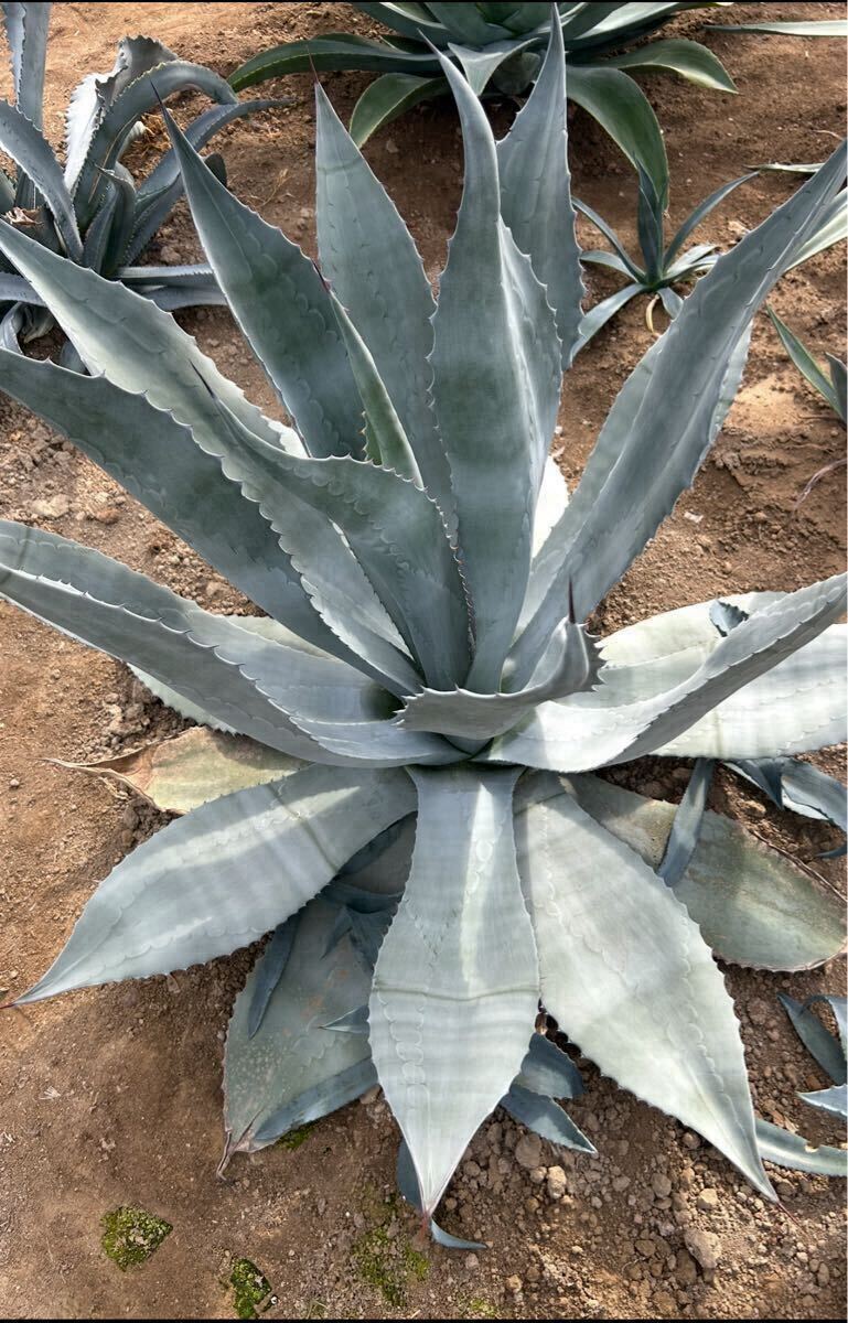 アガベ　シルバーサーファー❗ Agave 'Silver Surfer' アガベ シルバーサーファー 大株