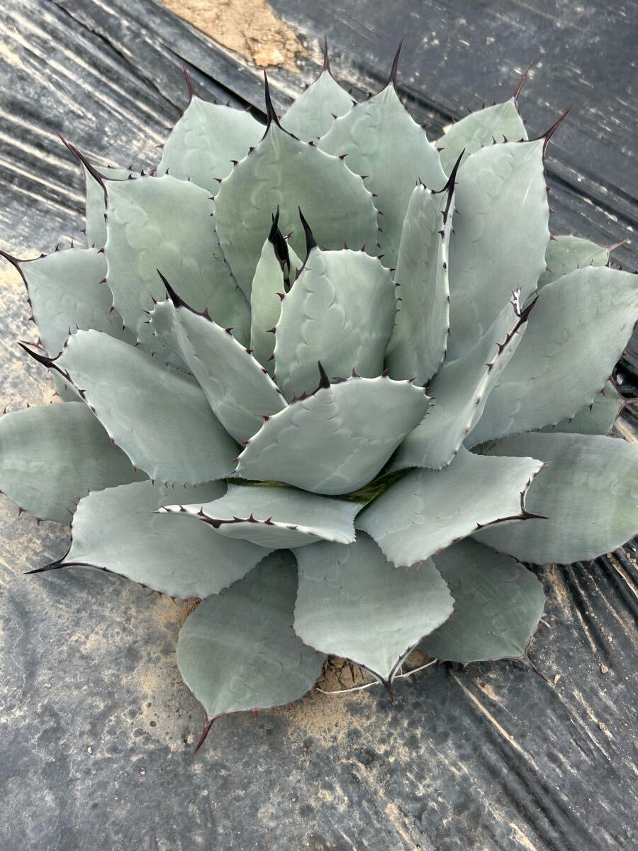 Agave parryi アガベ パリー 吉祥天 大株