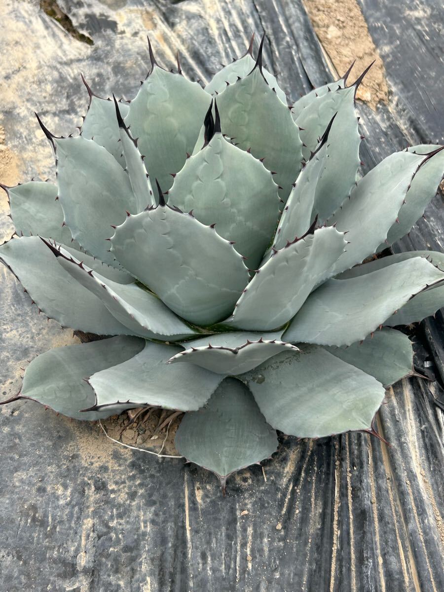 Agave parryi アガベ パリー 吉祥天 大株