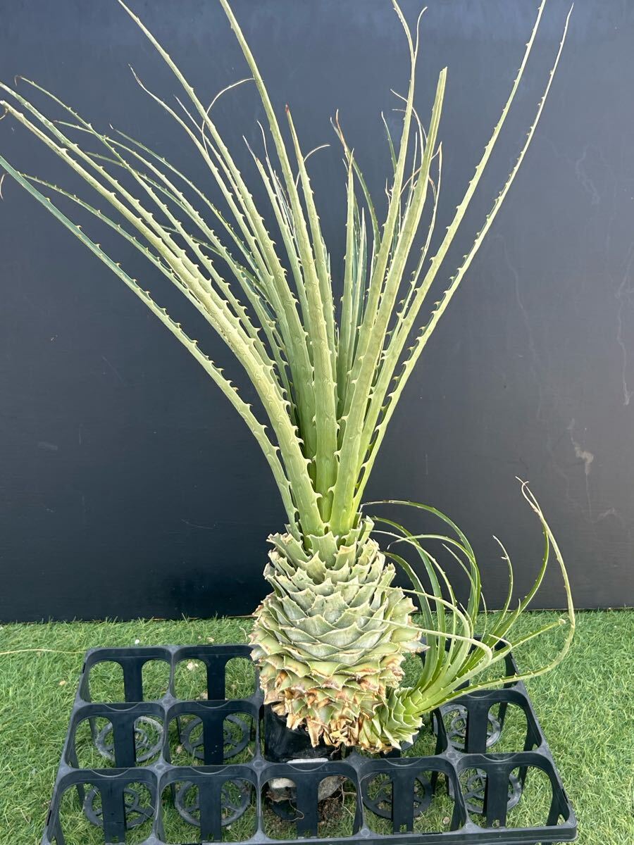 Yahoo!オークション -「プヤ セルーレア」(観葉植物) の落札相場 Yahoo!オークション -「プヤ セルーレア」(観葉植物) の落札相場