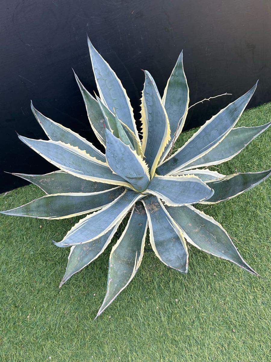 マシュマロクリーム – ROUKA – Succulents Note