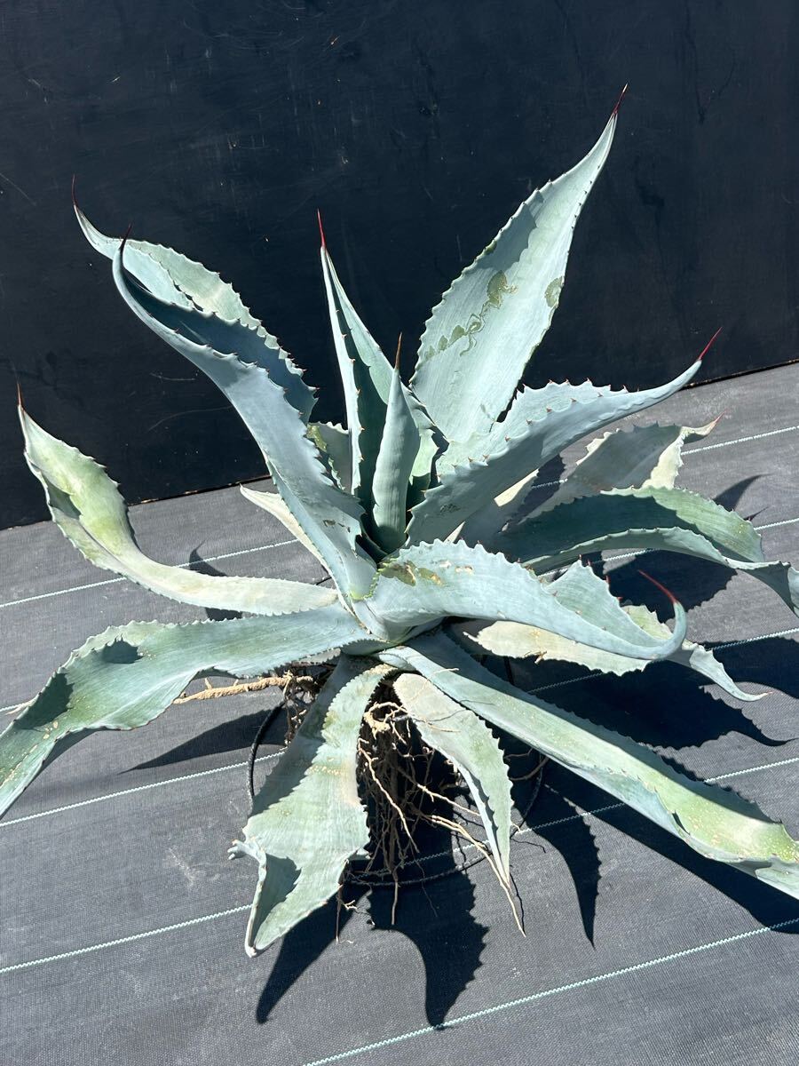 アガベ　シルバーサーファー❗ Agave 'Silver Surfer' アガベ シルバーサーファー 大株