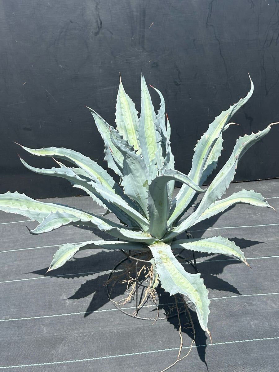 Yahoo!オークション -「リーダー」(アガベ) (観葉植物)の落札 Yahoo!オークション -「リーダー」(アガベ) (観葉植物)の落札