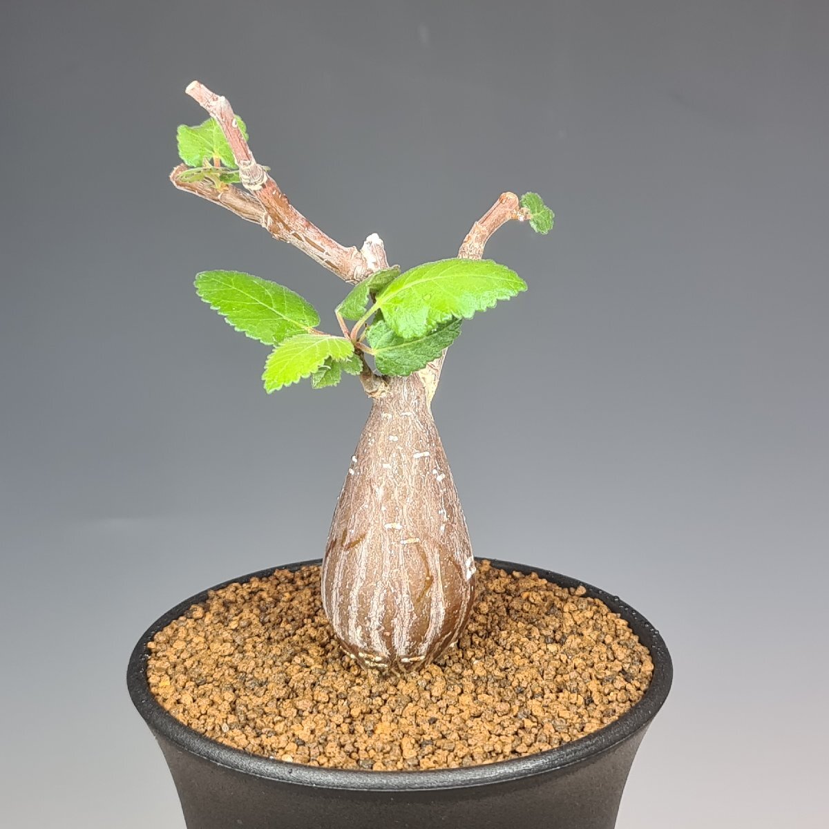 Yahoo!オークション -「ブルセラ」(サボテン) (観葉植物)の落札 Yahoo!オークション -「ブルセラ」(サボテン) (観葉植物)の落札