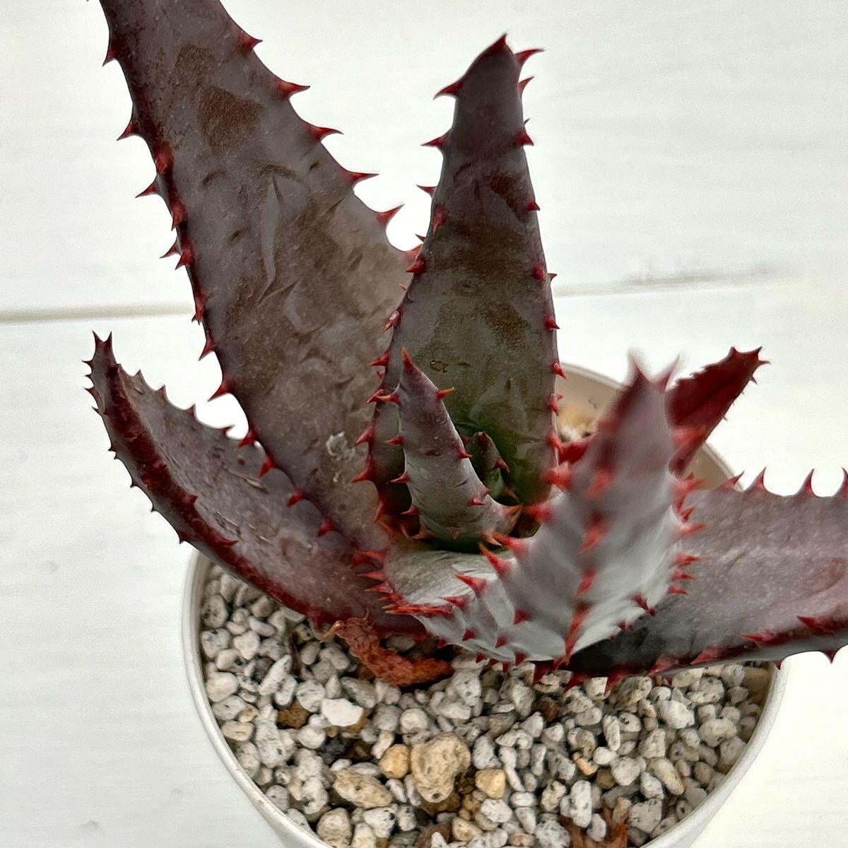Đấu giá Aloe Yahoo Auction Nhật Bản giá tốt trên Megabuy Japan Đấu giá Aloe Yahoo Auction Nhật Bản giá tốt trên Megabuy Japan