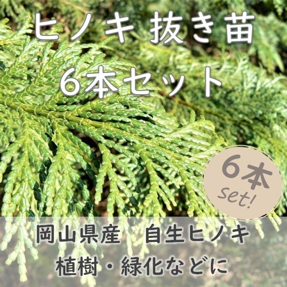 送料無料◆檜 ヒノキ 抜き苗 6本 小サイズ 盆栽 苗木 庭木 植樹 緑化 植林などにも 檜 ひのき 天然 実生苗 岡山県産 園芸