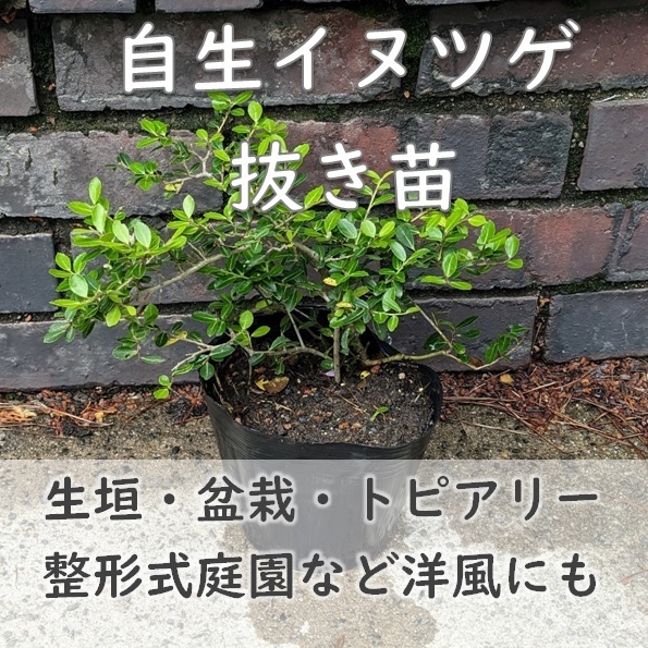 生垣やトピアリー仕立てに★イヌツゲ 抜き苗1株 日本の風土に合い育てやすい モチノキ 根付苗 常緑樹 柘植 観葉植物 園芸