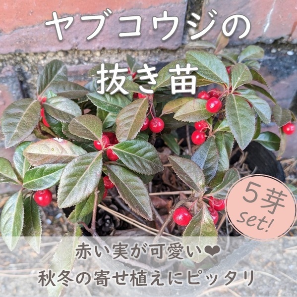 送料無料◆赤い実が可愛い♪ヤブコウジ 山野草 抜き苗 5芽1セット グランドカバー 寄せ植え 耐寒性◎ 十両 山橘 お正月 園芸 ガーデニング