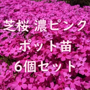 芝桜のポット苗 6個 濃いピンク◆シバザクラ 抜き苗 耐寒性◎ 根付き 宿根草 常緑 グランドカバー 園芸 ガーデニング
