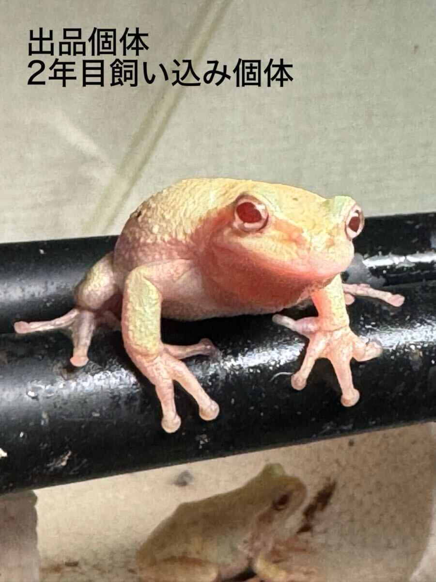 アマガエル アルビノ 15匹セット＋補償5匹 自家繁殖個体 (CB