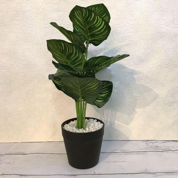 観葉植物 カラテア インテリア 造花