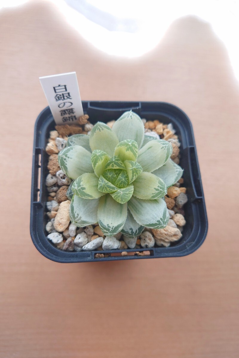 Yahoo!オークション -「多肉植物ハオルチア」(その他) (観葉植物 Yahoo!オークション -「多肉植物ハオルチア」(その他) (観葉植物