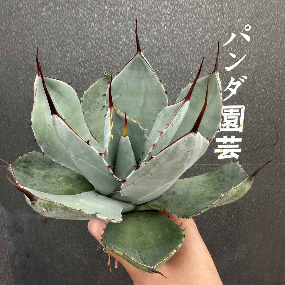 Yahoo!オークション -「アガベ パリートランカータ大株」(花 Yahoo!オークション -「アガベ パリートランカータ大株」(花