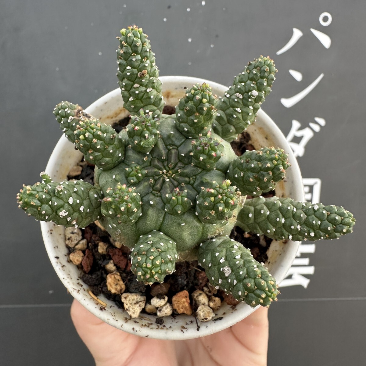 Yahoo!オークション -「ユーフォルビア ガムケンシス」(サボテン Yahoo!オークション -「ユーフォルビア ガムケンシス」(サボテン