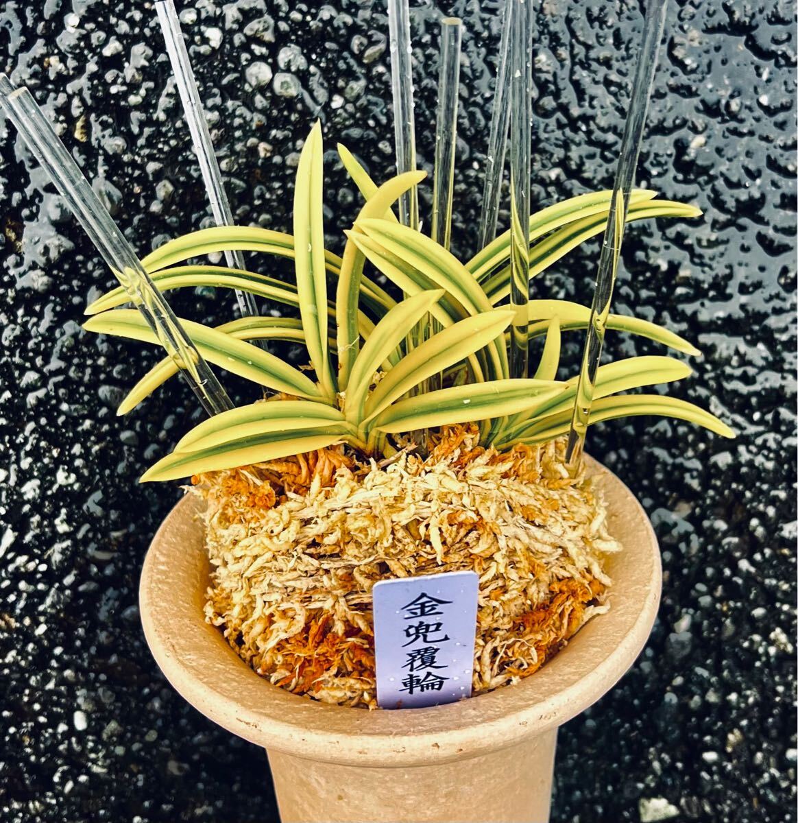 Yahoo!オークション -「富貴蘭」(その他) (鉢植え)の落札相場 Yahoo!オークション -「富貴蘭」(その他) (鉢植え)の落札相場