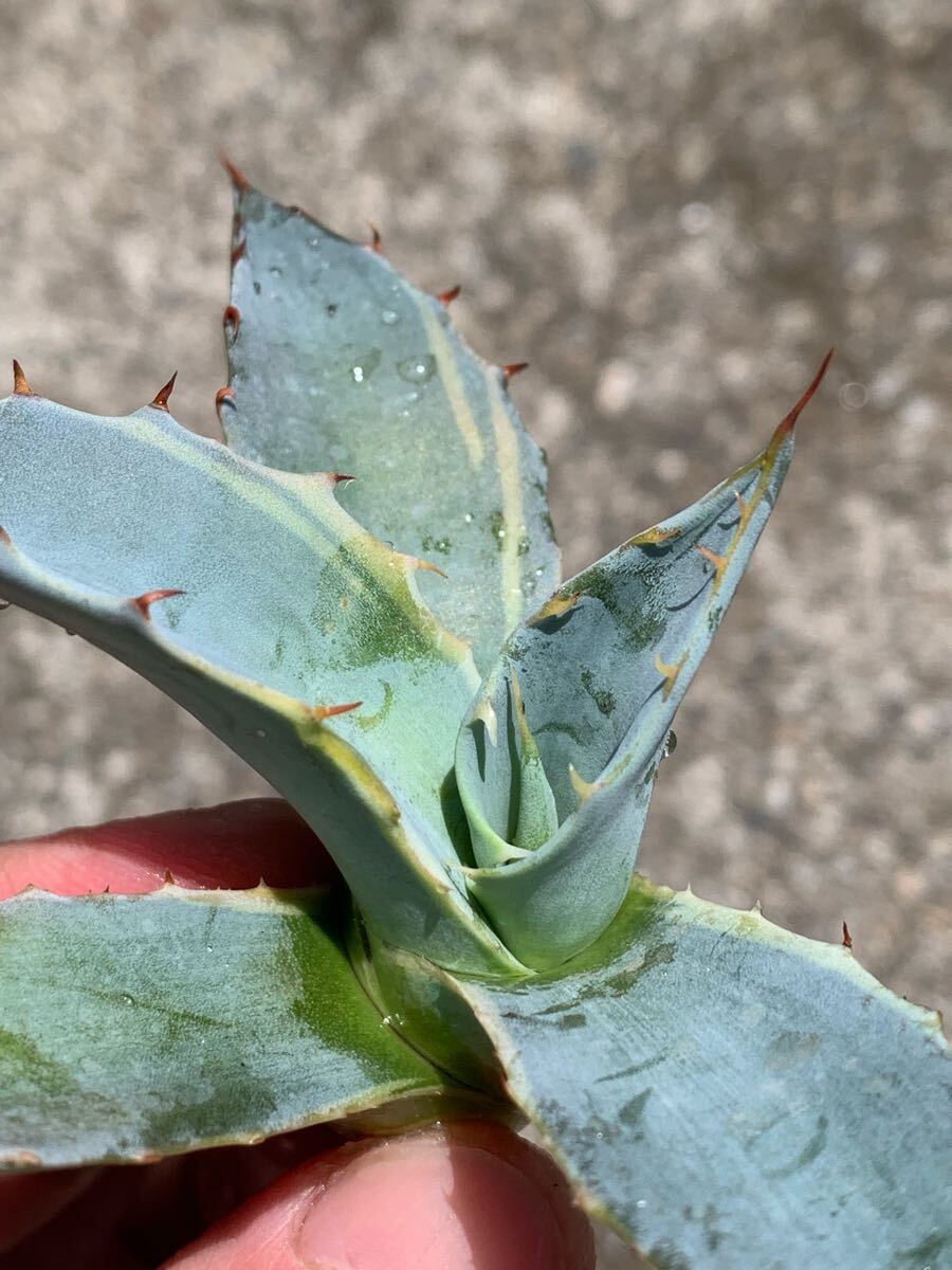 Yahoo!オークション -「seastar」(アガベ) (観葉植物)の落札相場 Yahoo!オークション -「seastar」(アガベ) (観葉植物)の落札相場