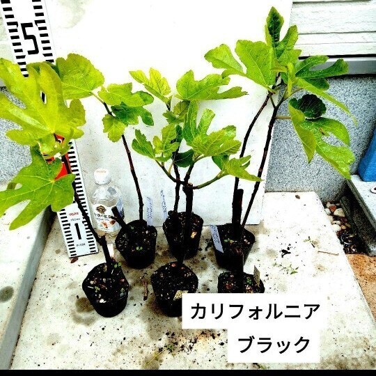 ミニイチジク苗 (カリフォルニアブラック) 2株セット