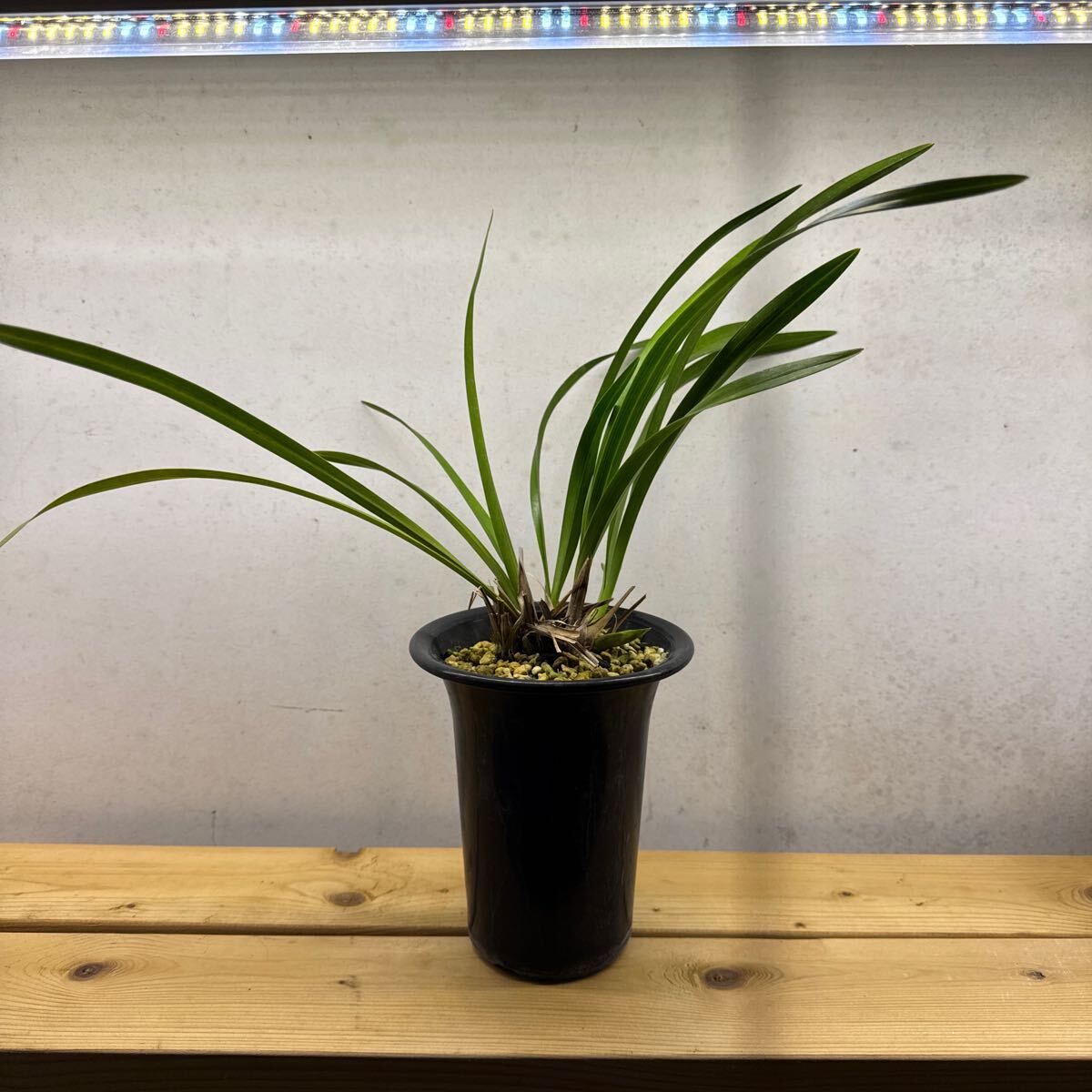 2025年最新】Yahoo!オークション -キンリョウヘン 白花(鉢植え 2025年最新】Yahoo!オークション -キンリョウヘン 白花(鉢植え