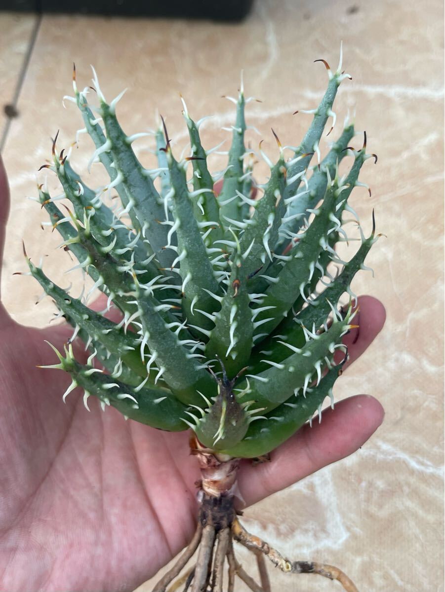 Yahoo!オークション - 鬼鮫 キズあり 多肉植物 アロエ 発根済み Yahoo!オークション - 鬼鮫 キズあり 多肉植物 アロエ 発根済み