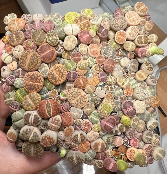 多肉植物 リトープス カラフルセット 50苗 ランダム