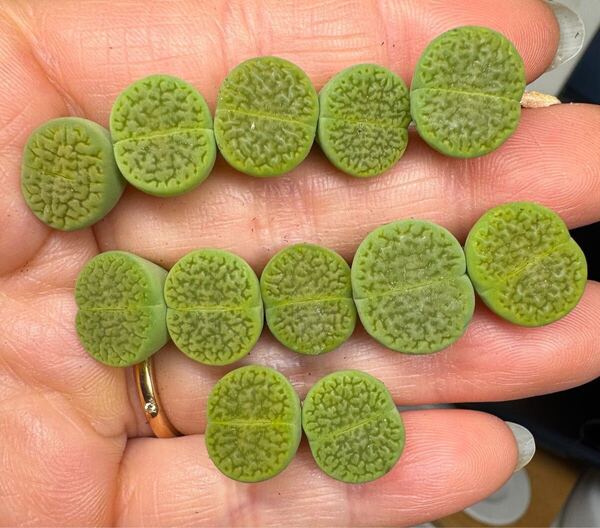 M-4人気商品 多肉植物 リトープス 希少苗 緑富玉 緑宝石 写真通り