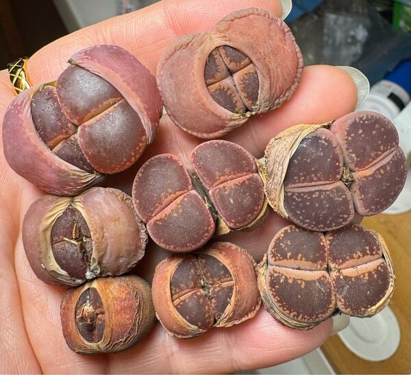 多肉植物 リトープス 巨大苗 双頭 セット K O お揃いました