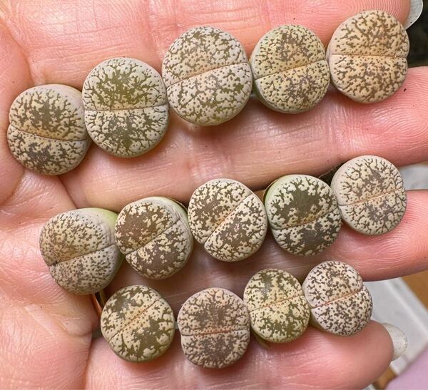14-3 可愛い 多肉植物 リトープス 白奔天玉 セット