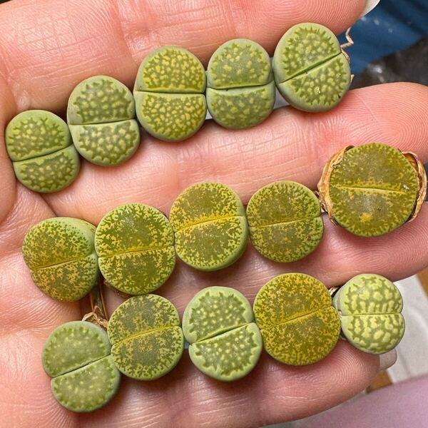 E-3 多肉植物 リトープス 希少苗 緑紫薰玉 緑福来玉混合セット 写真通り
