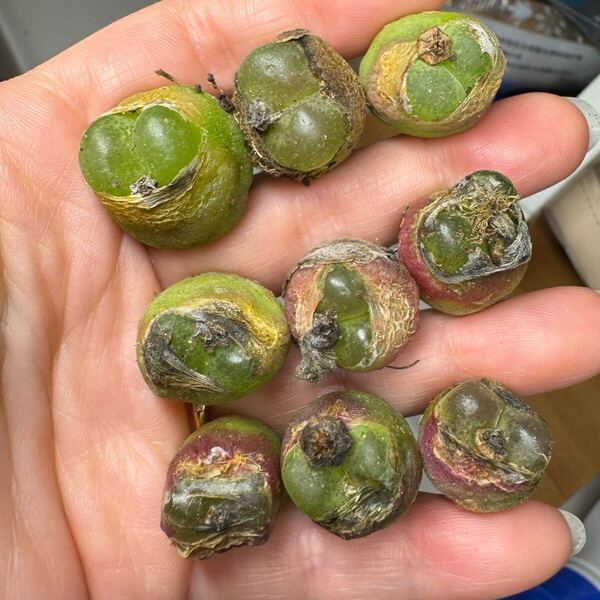 433 多肉植物 コノフィツム マウガニーセット 写真通り