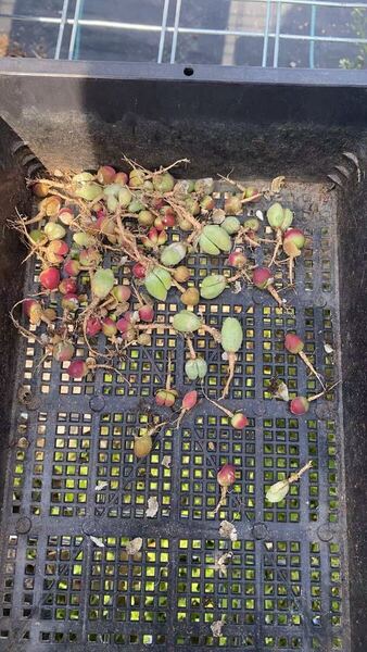 希少苗 多肉植物 コノフィツム ギバエウム 翠滴玉 セット 在庫僅か ランダム10苗