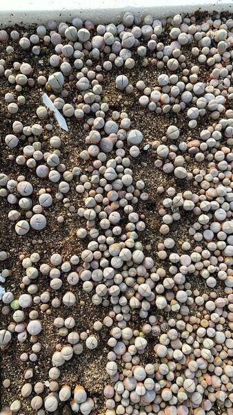 新入荷 多肉植物 リトープス 白幻玉 抜き苗 ランダム10苗 ミニ苗
