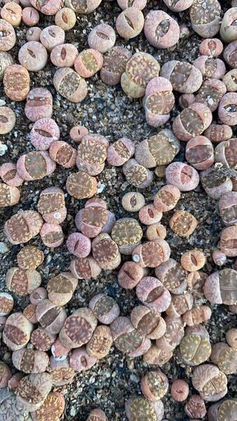 希少 多肉植物 リトープス 黄金柘榴玉 少量入荷 抜き苗 ランダム8苗