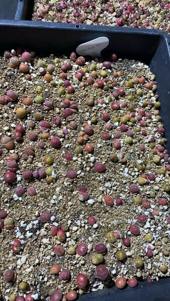 希少苗 多肉植物 コノフィツム ギバエウム 赤翠滴玉 セット ランダム10苗