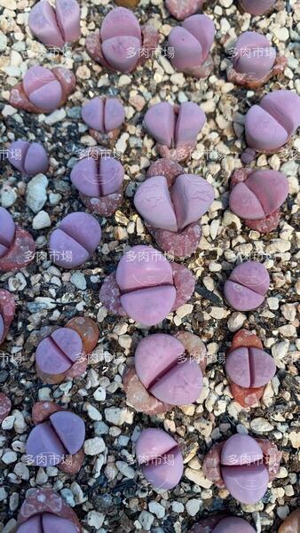 新入荷 多肉植物 リトープス 菊水玉 ランダム8苗 抜き苗