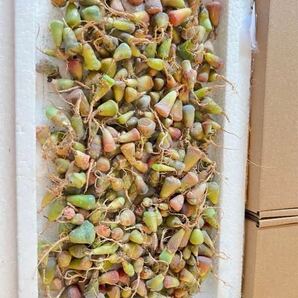 当店☆人気商品☆多肉植物 リトープス カラフルセット 100苗以上 即発送できます
