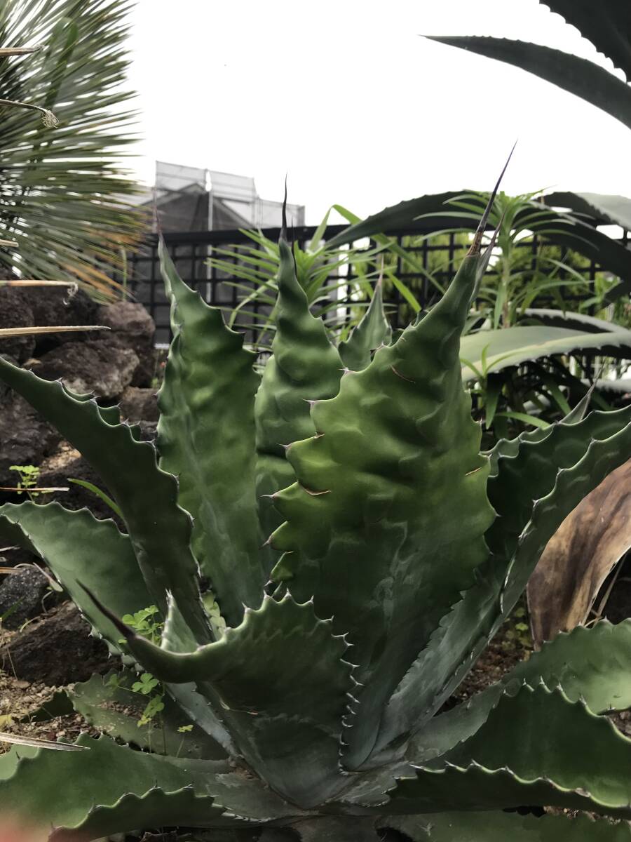 Yahoo!オークション -「ローガン」(アガベ) (観葉植物)の落札 Yahoo!オークション -「ローガン」(アガベ) (観葉植物)の落札