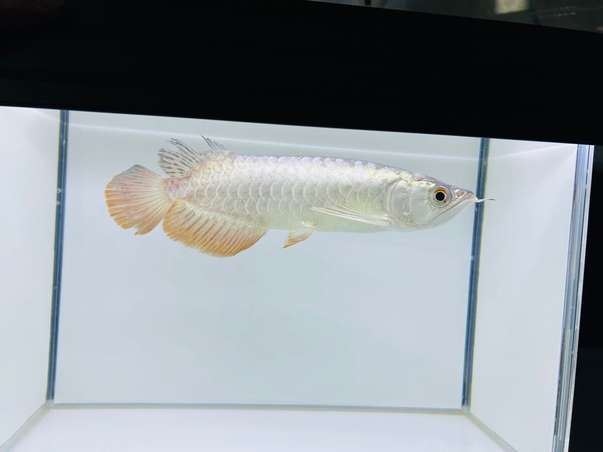 Yahoo!オークション -「過背金龍」(熱帯魚) (魚類、水生生物)の